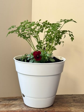 Ruby Garnish