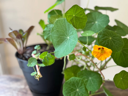 Nasturtium Salad