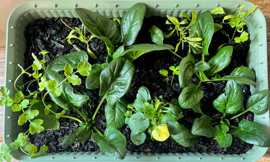 Salad Harvest