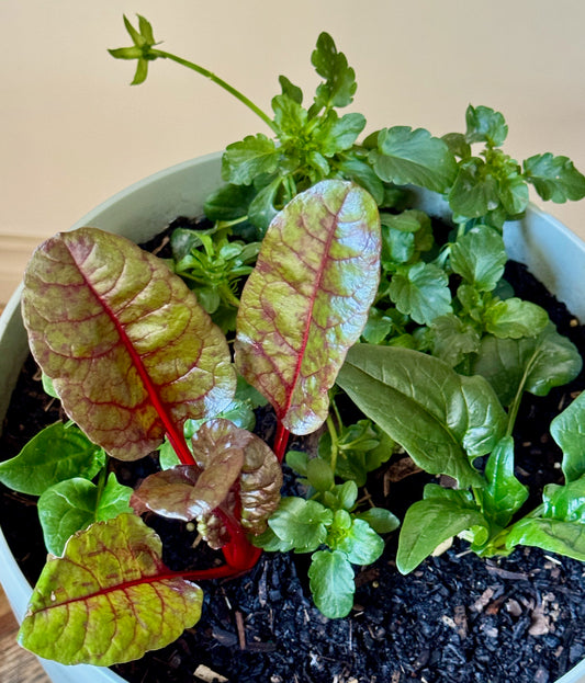 Golden Greens