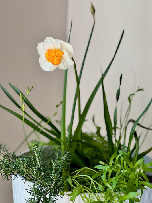 Spring Bulb Abundance