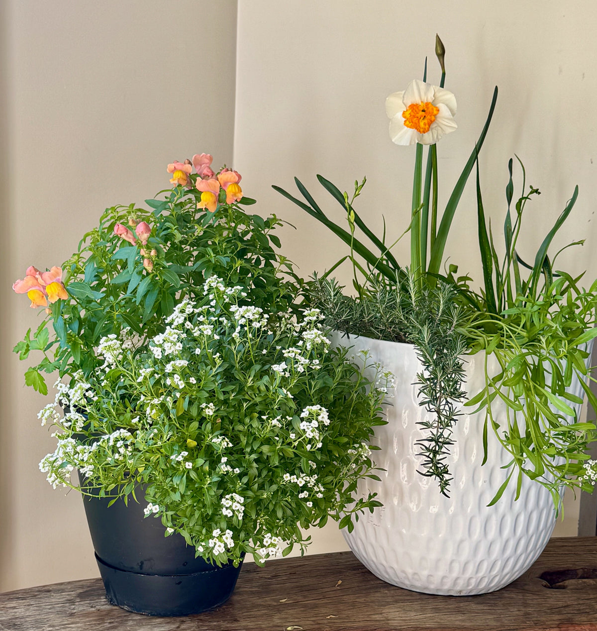 Spring Bulb Abundance