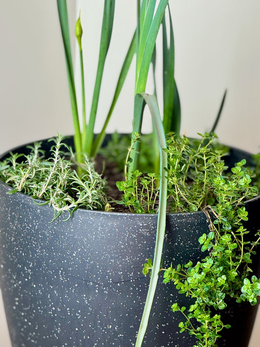 Mediterranean Bulb Surprise