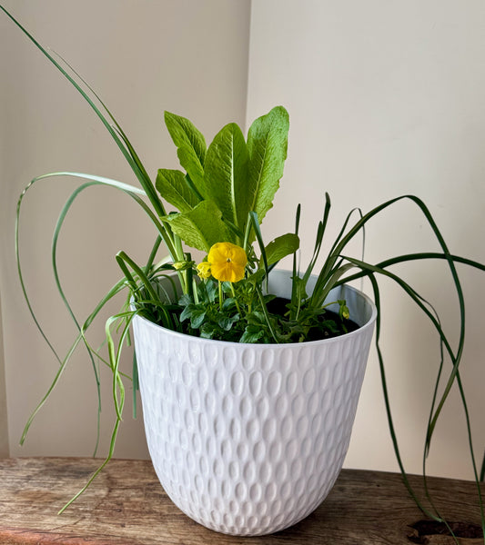 Spring Harmony