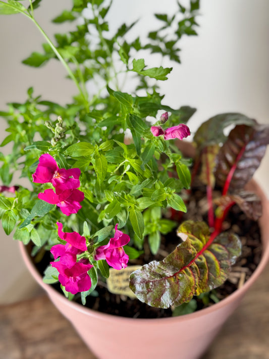 Garden Harmony
