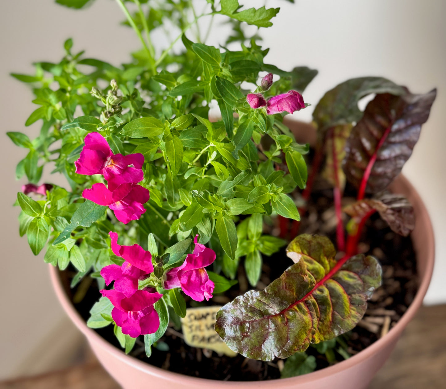 Garden Harmony