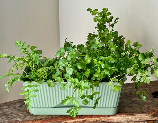 Herby Salad