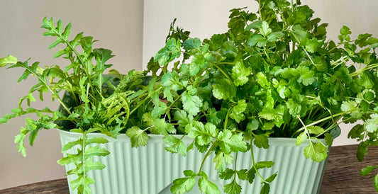 Herby Salad