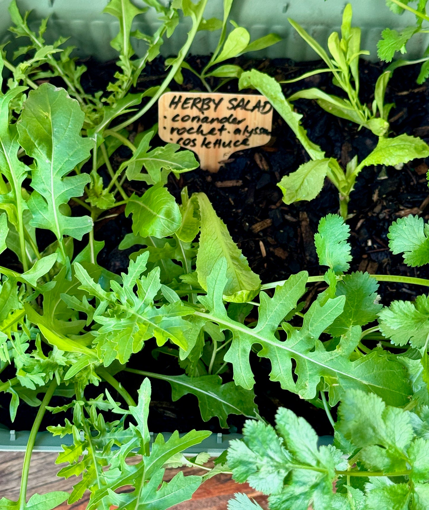 Herby Salad