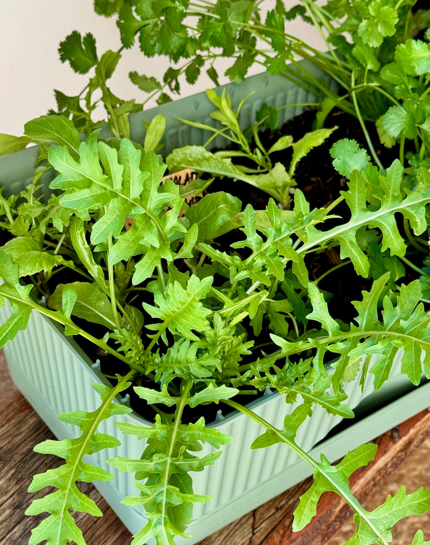 Herby Salad