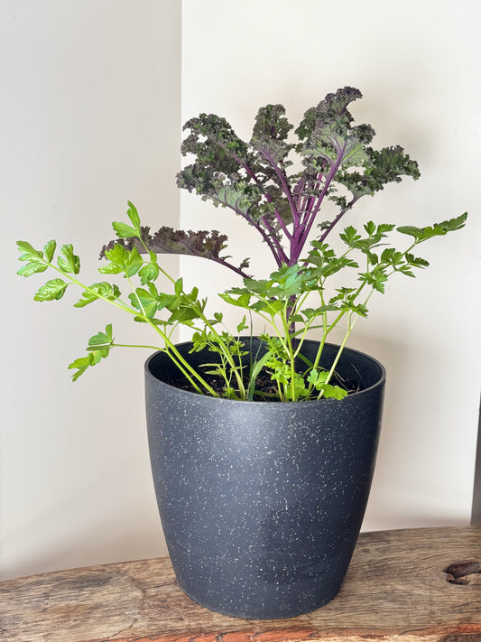 Kale Bulb Surprise