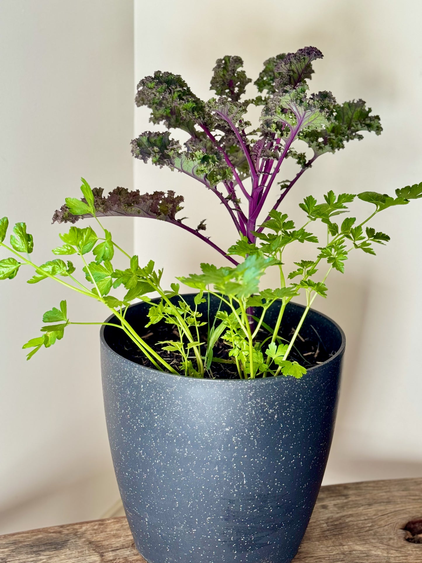Kale Bulb Surprise