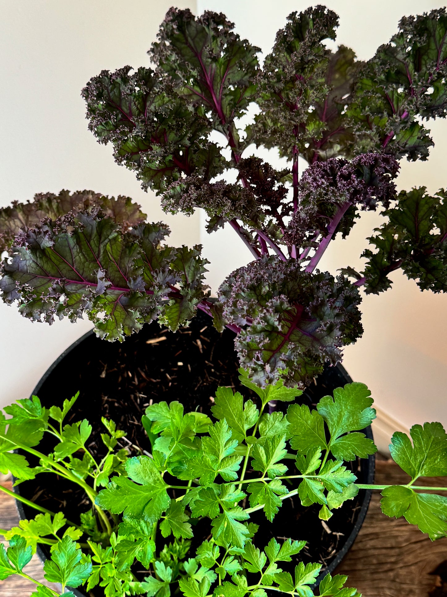 Kale Bulb Surprise