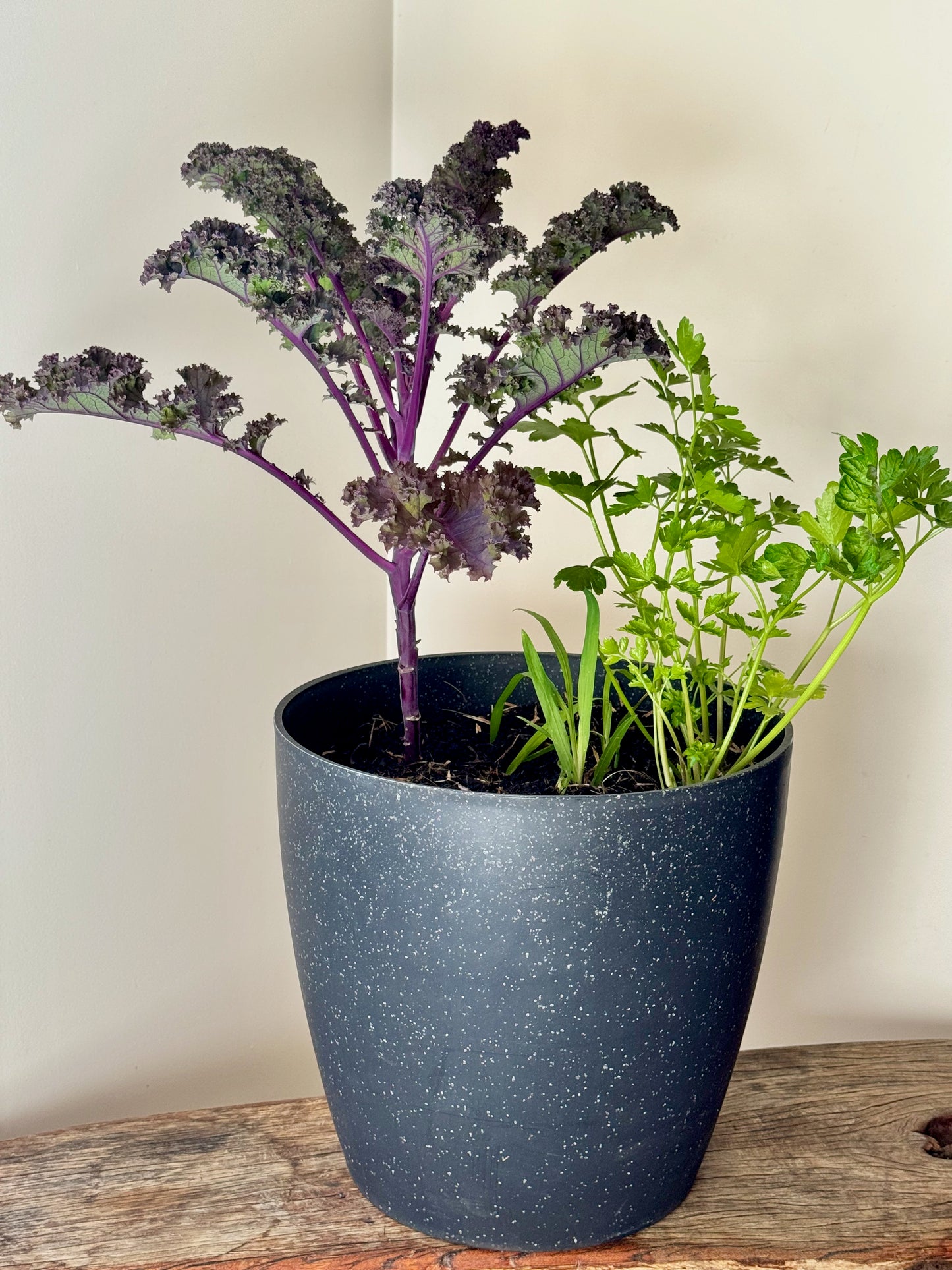 Kale Bulb Surprise