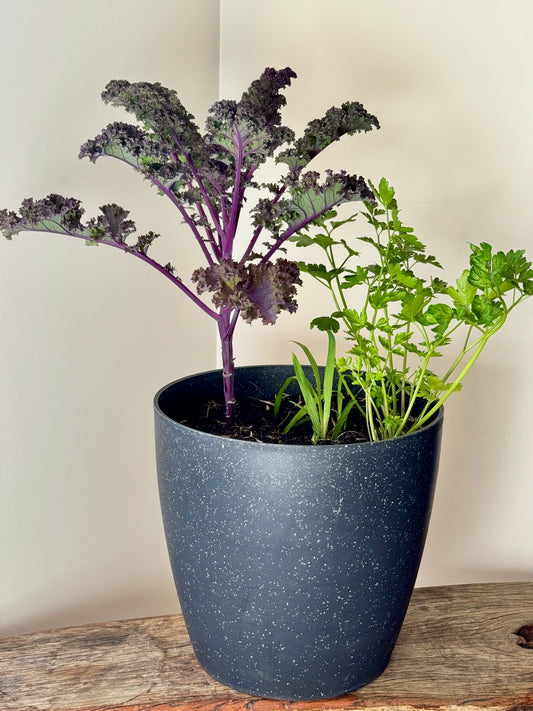 Kale Bulb Surprise
