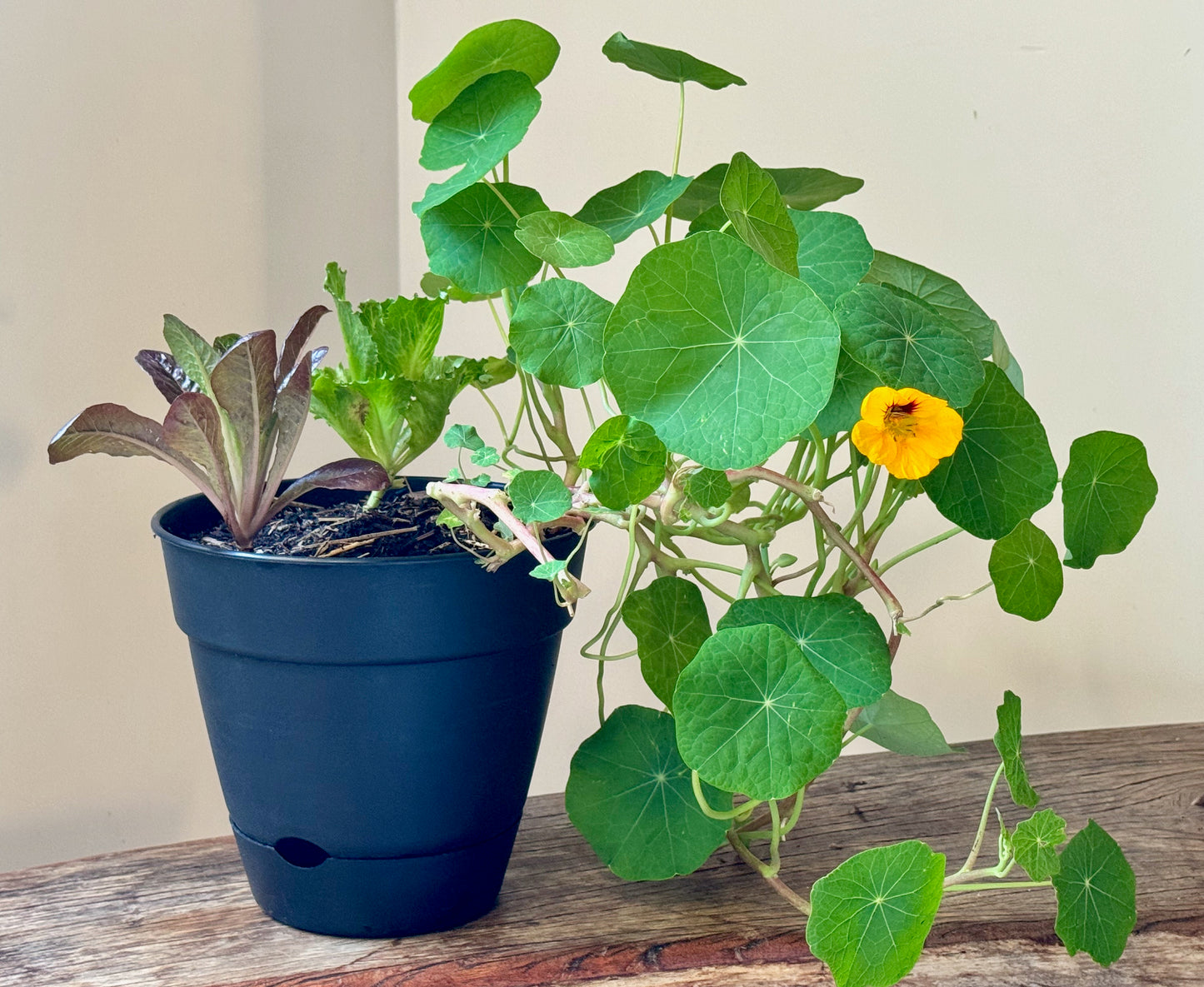 Nasturtium Salad