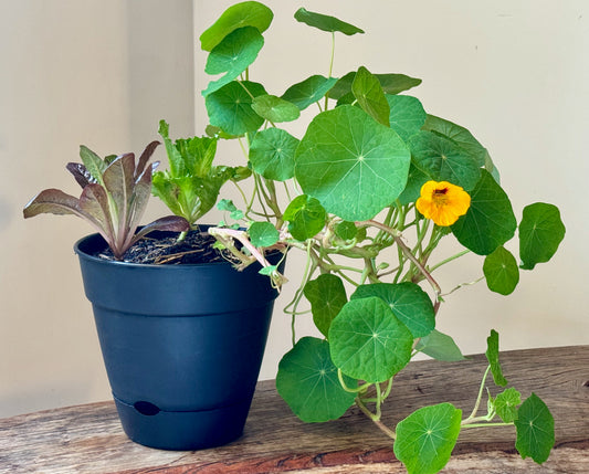 Nasturtium Salad