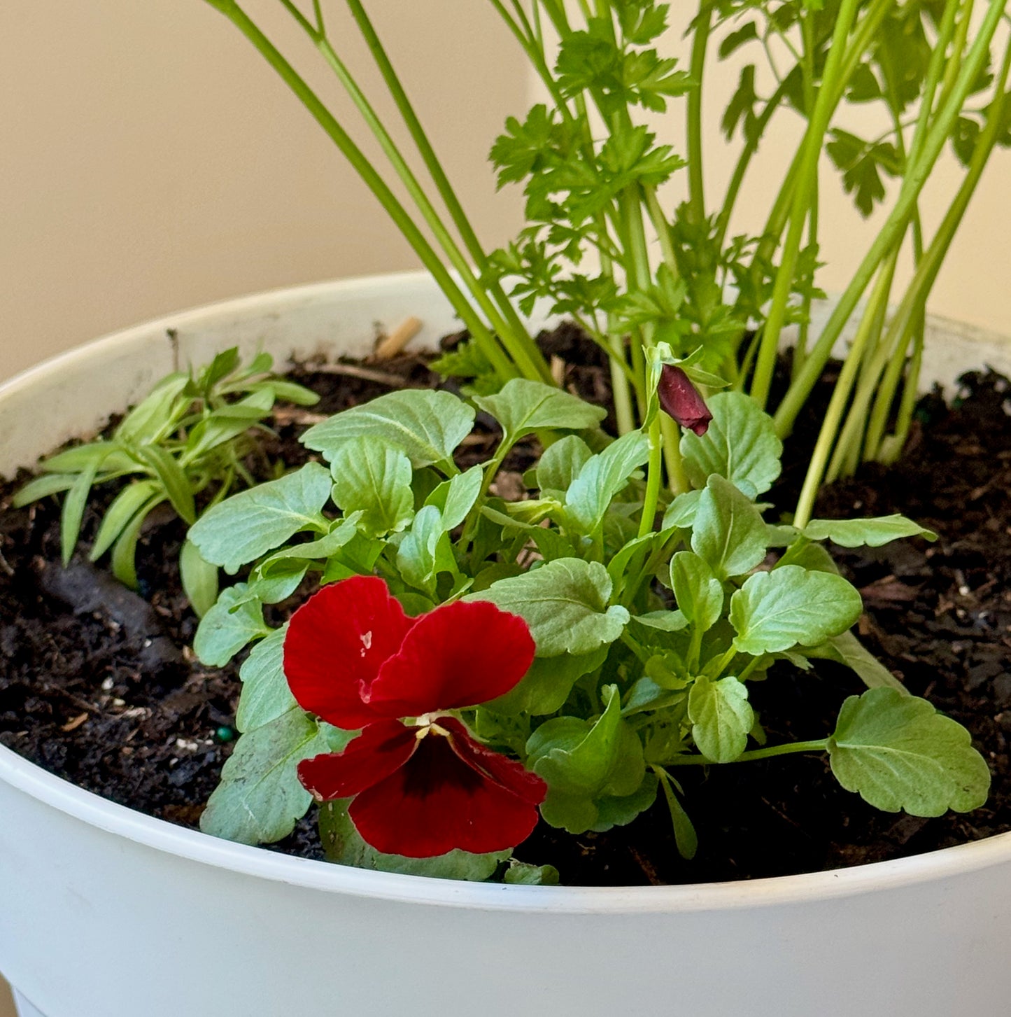 Ruby Garnish