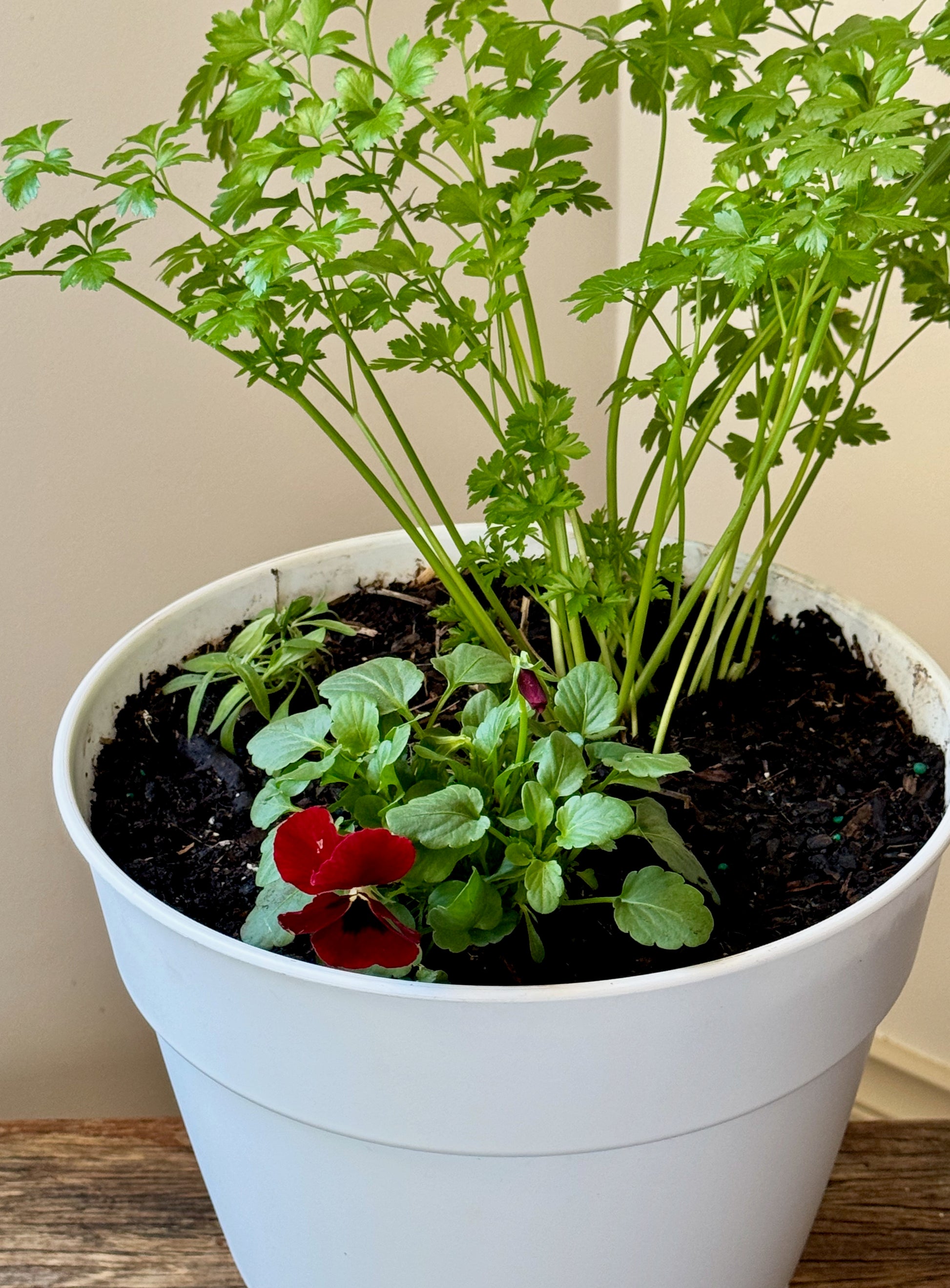A white plastic pot filled with green herbs and a small red pansy flower, set on a wooden surface against a beige wall.