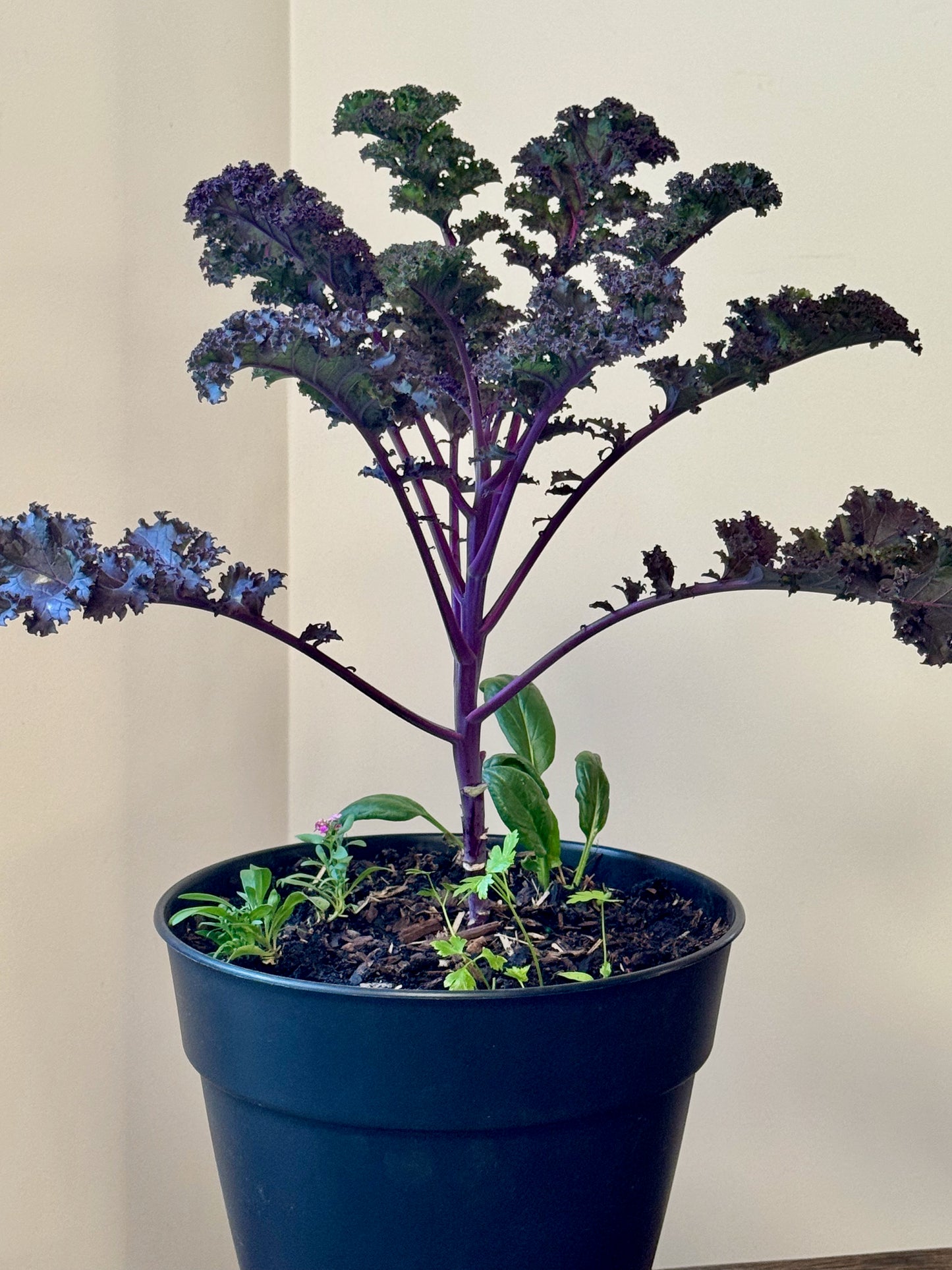 A potted kale plant with dark purple stems and ruffled leaves, growing in a black plastic pot against a plain beige wall.