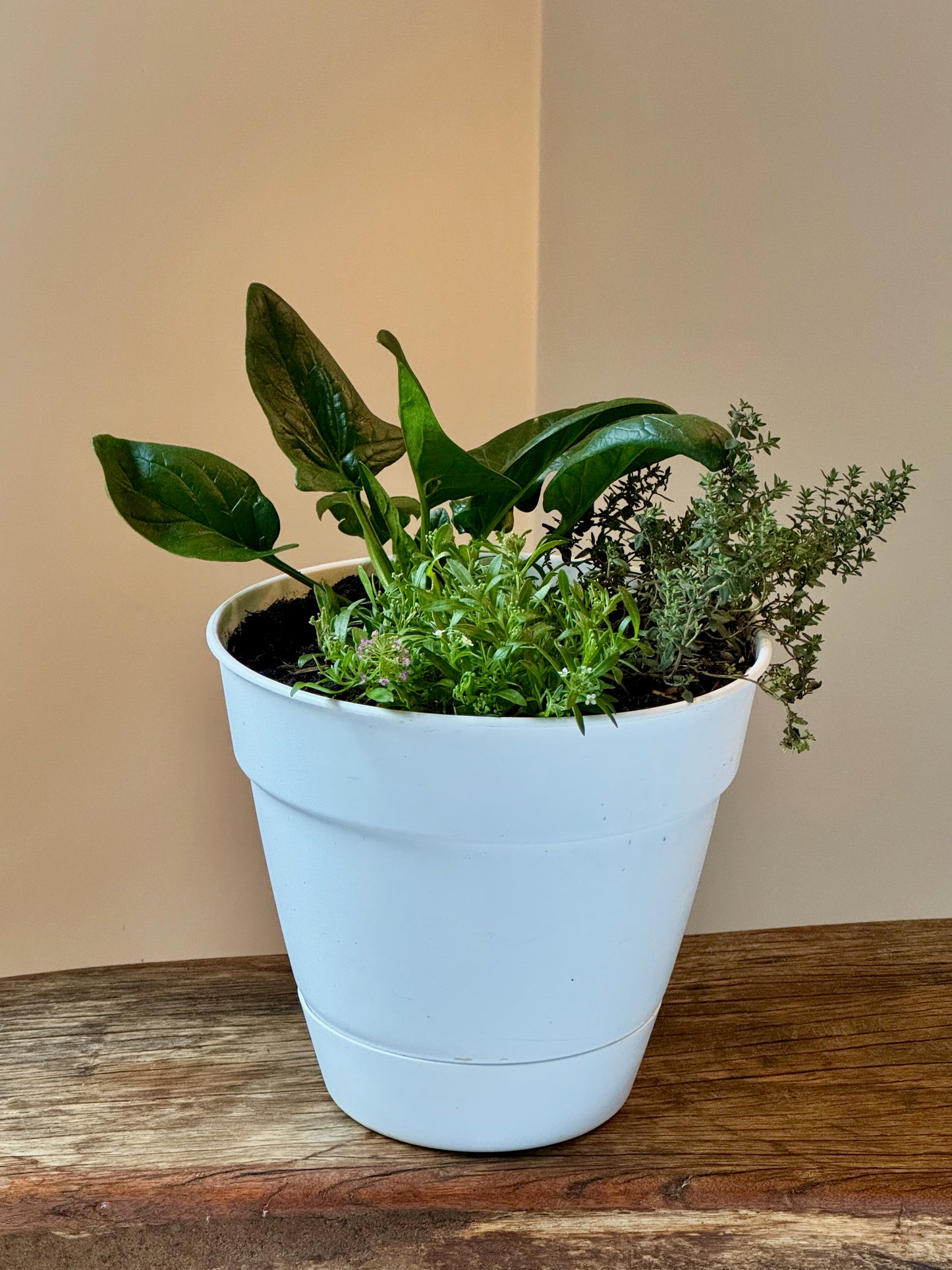 Mini Green Harvest