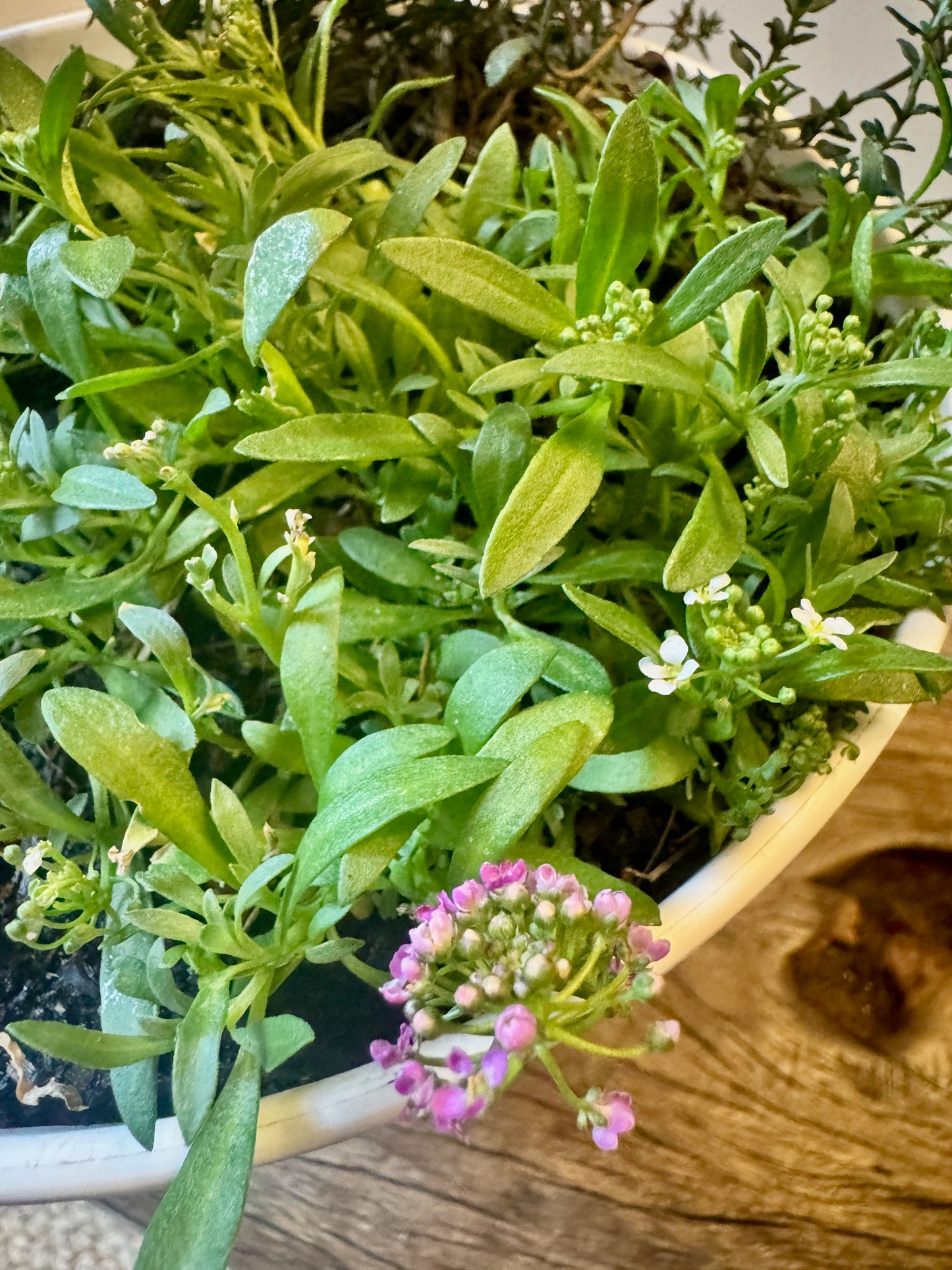 Mini Green Harvest