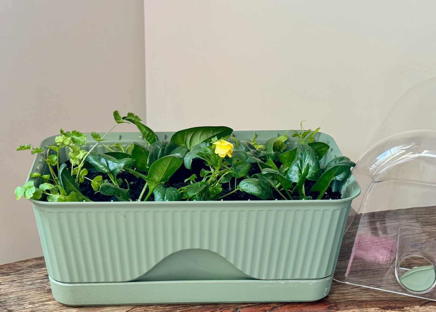 Salad Harvest