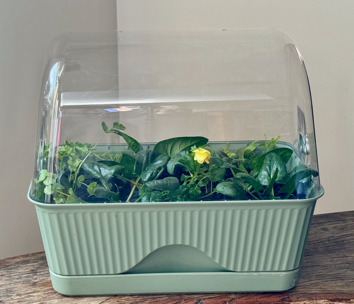 Salad Harvest