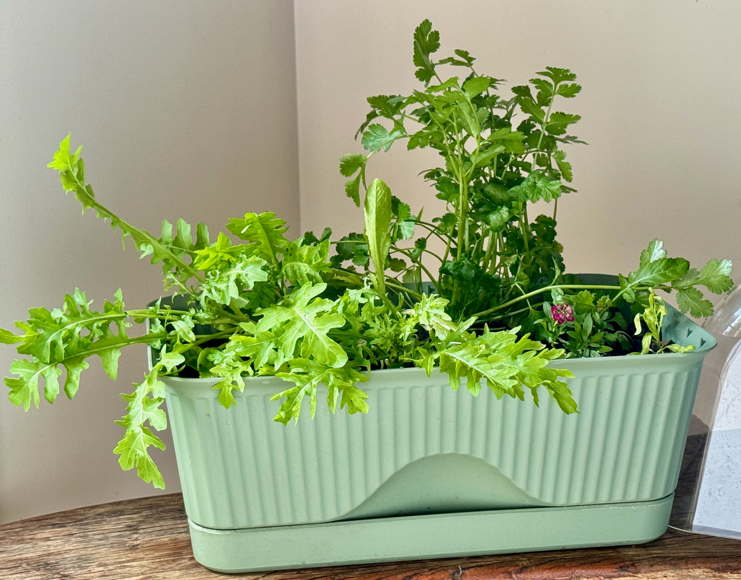 Herby Salad