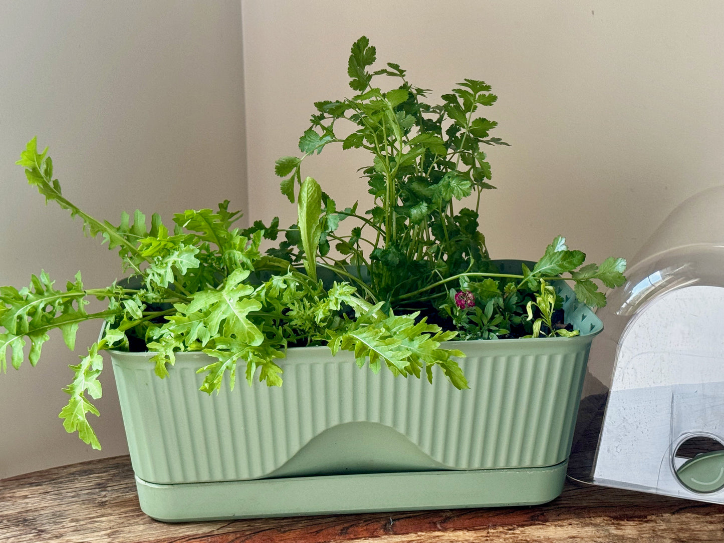 Herby Salad