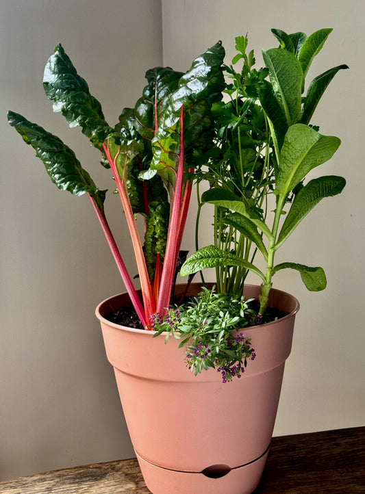 Garden Harvest