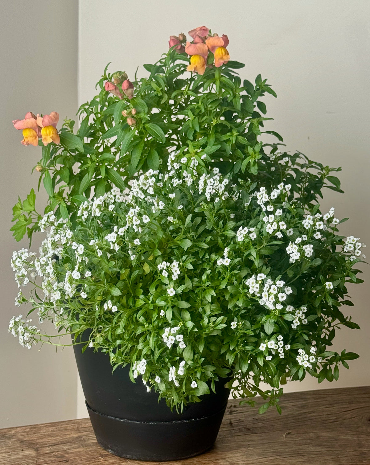 Flower Power Beauty in Orange & White