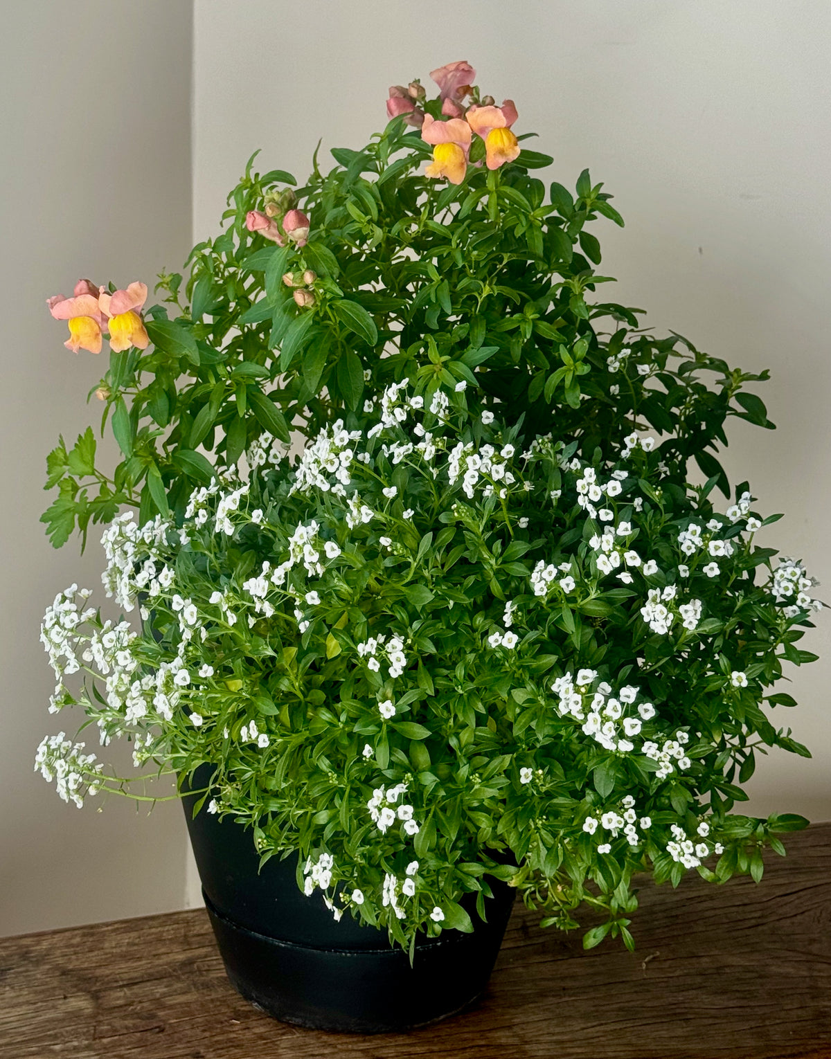 Flower Power Beauty in Orange & White