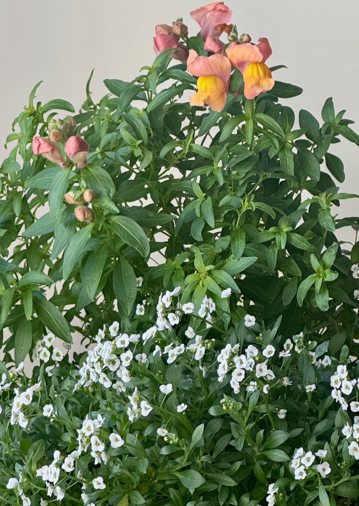 Flower Power Beauty in Orange & White