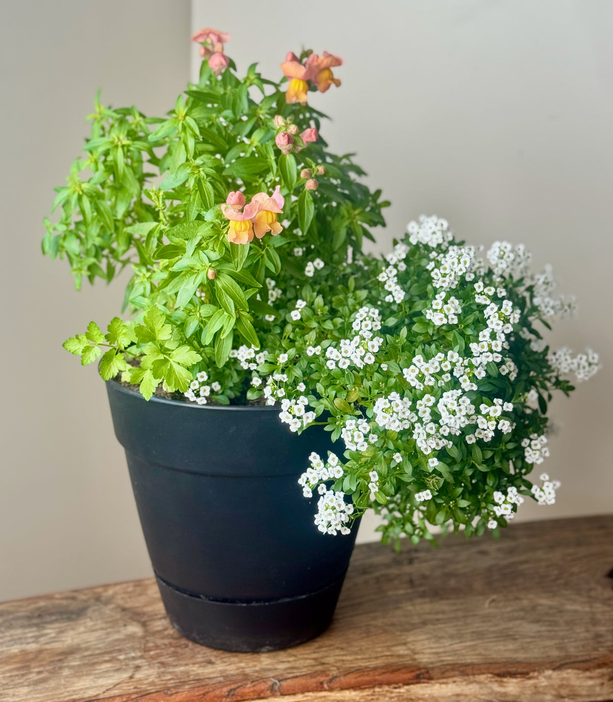 Flower Power Beauty in Orange & White