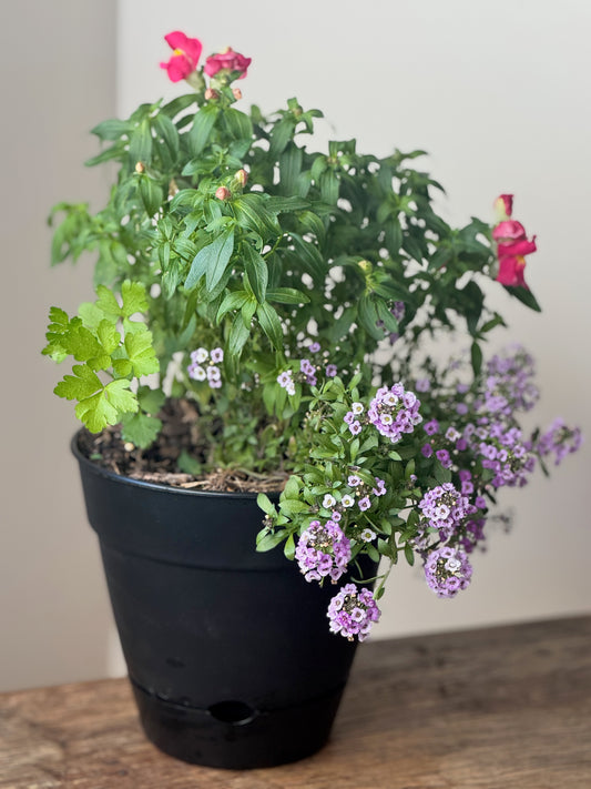 Mini Flower Power