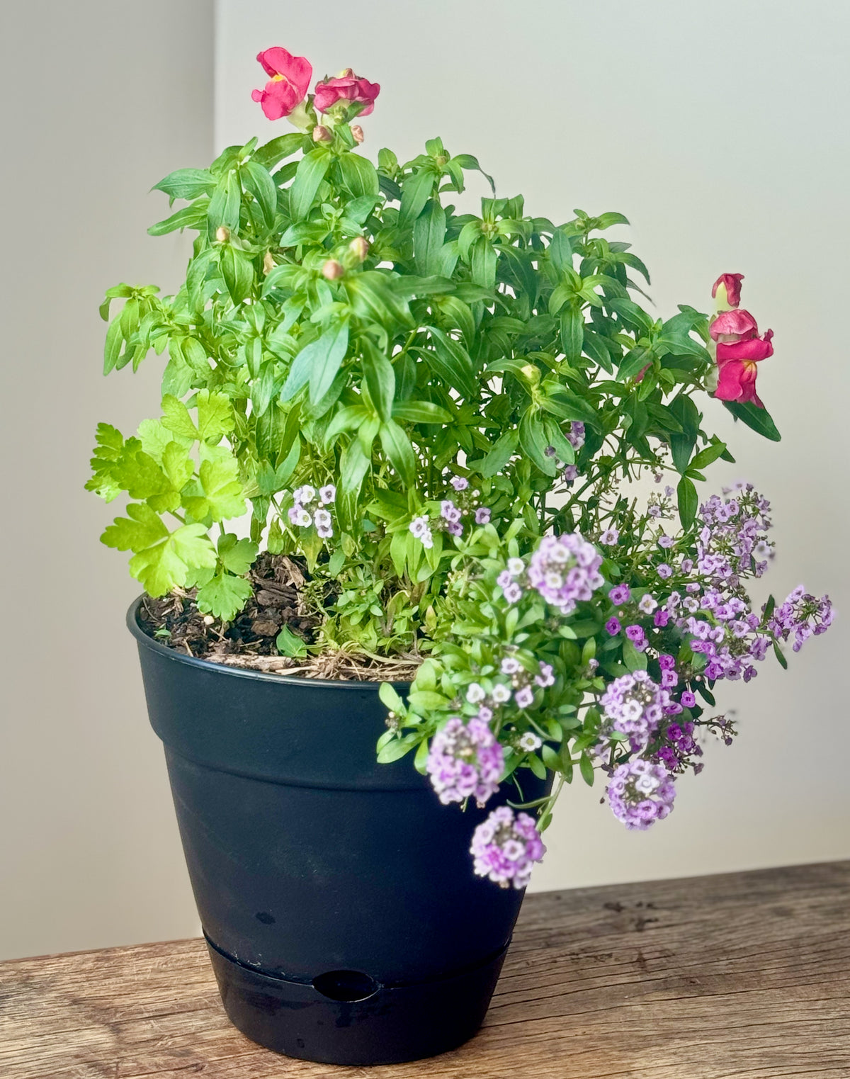 Mini Flower Power