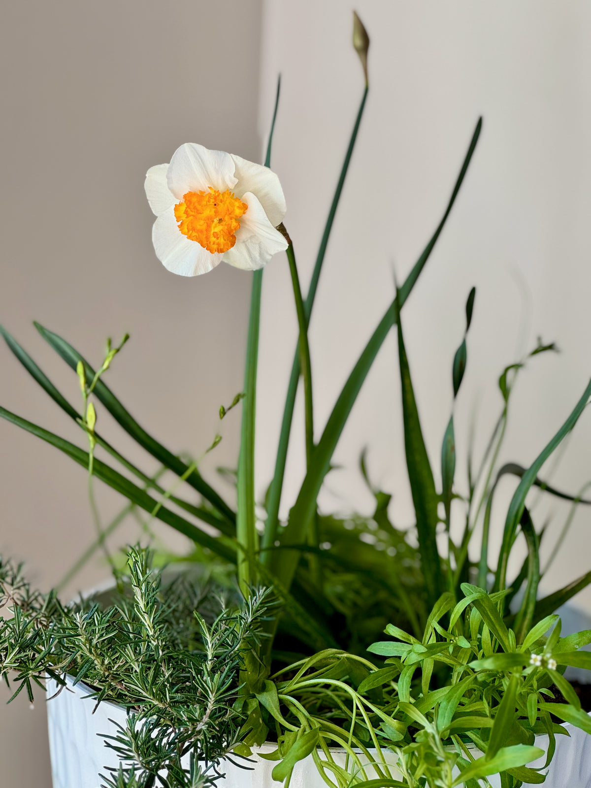 Spring Bulb Abundance