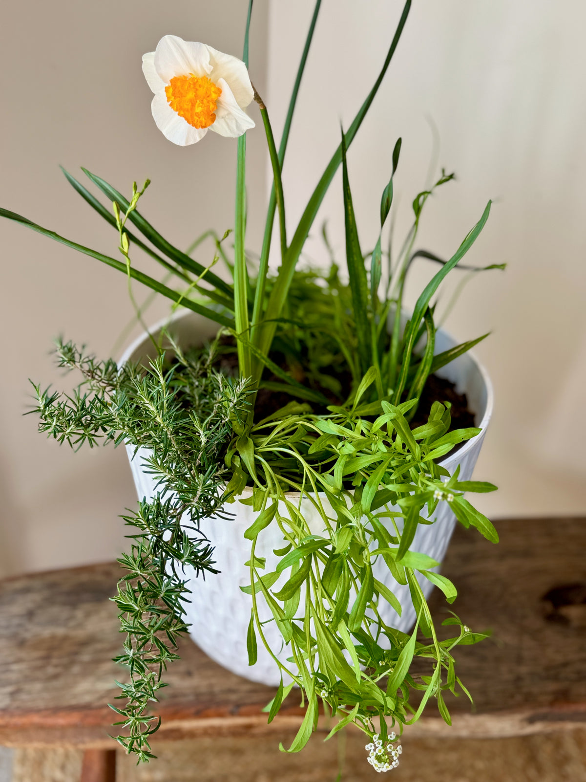 Spring Bulb Abundance