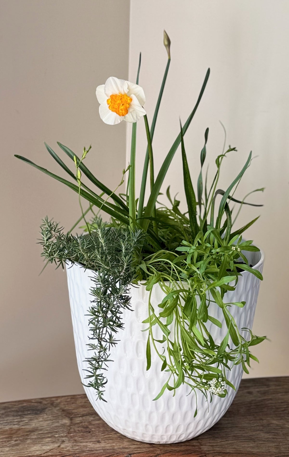Spring Bulb Abundance