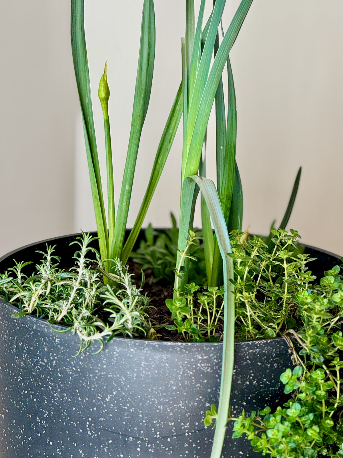 Mediterranean Bulb Surprise