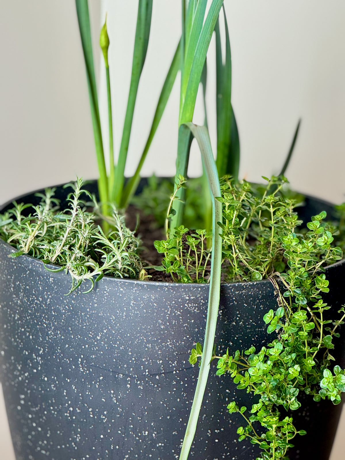 Mediterranean Bulb Surprise