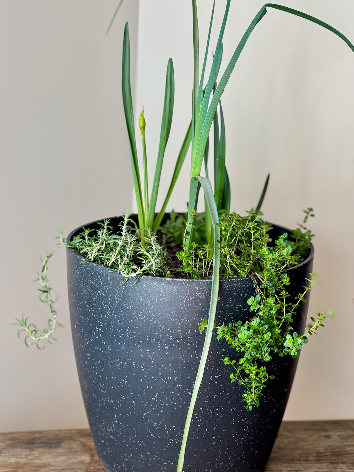 Mediterranean Bulb Surprise