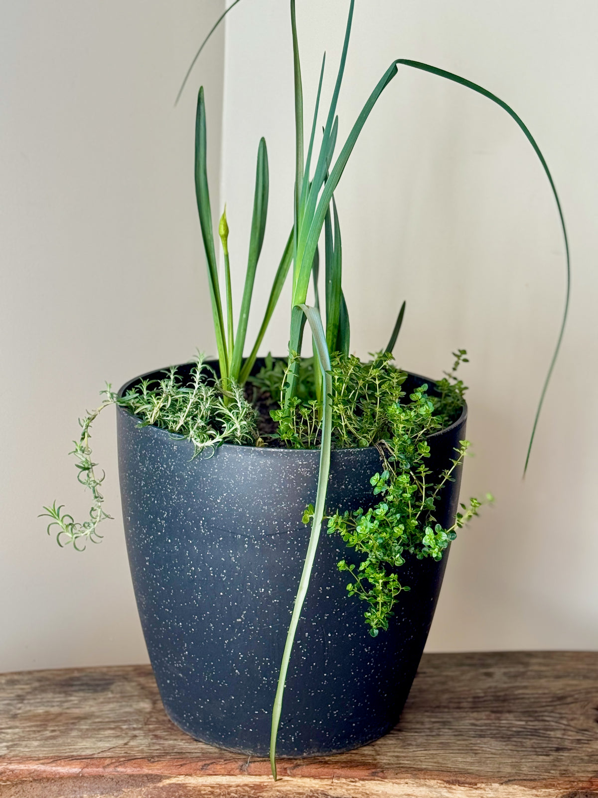 Mediterranean Bulb Surprise