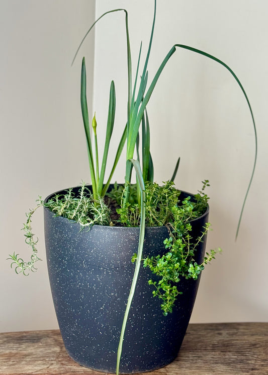 Mediterranean Bulb Surprise