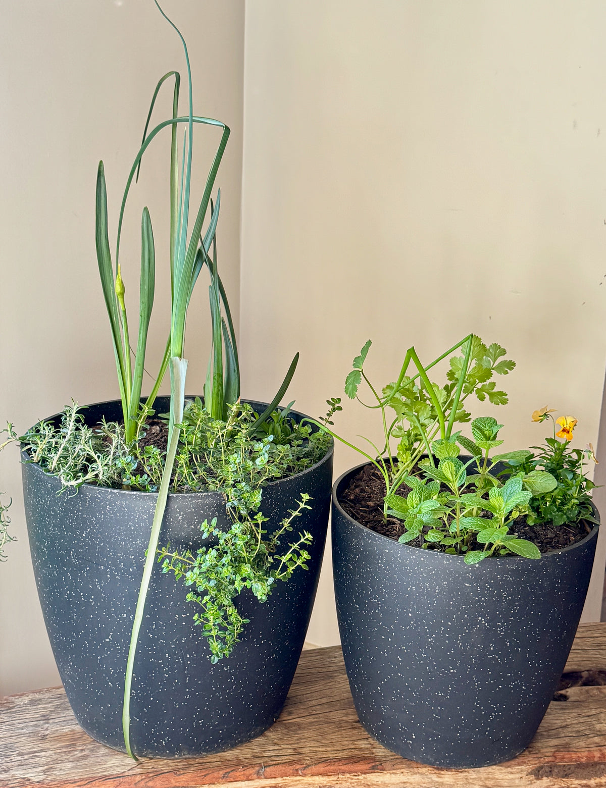 Golden Herbs
