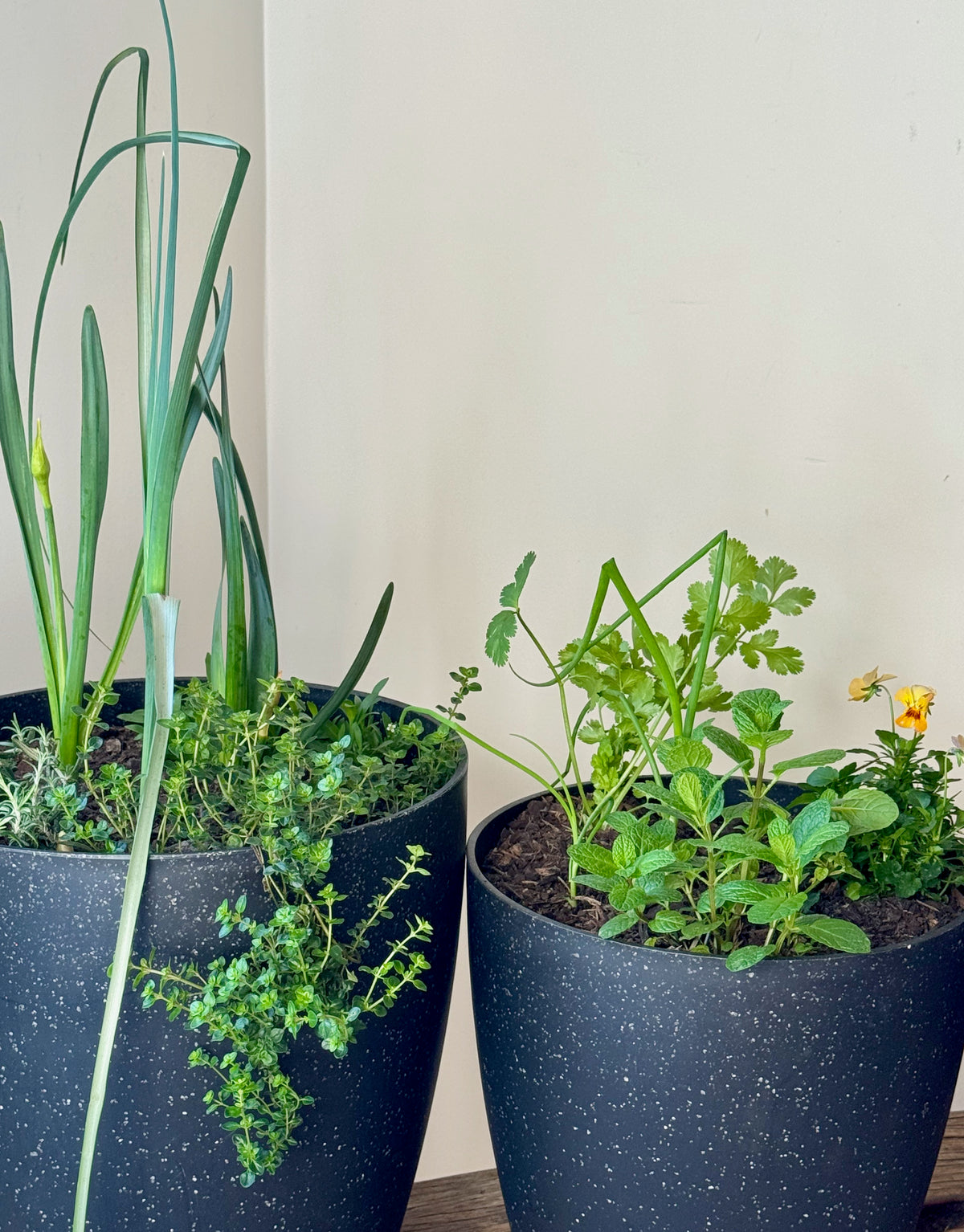 Golden Herbs