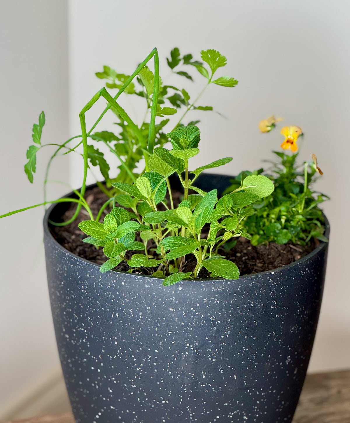 Golden Herbs