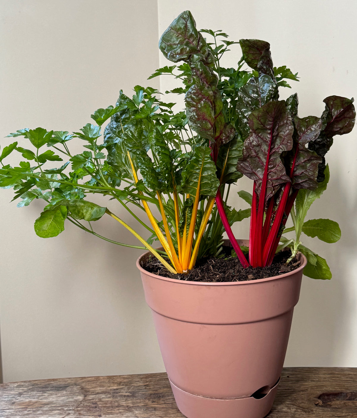 Garden Harvest