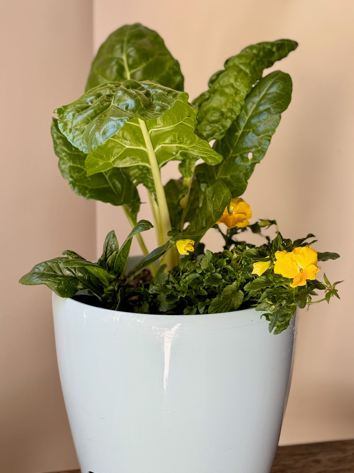 Golden Greens